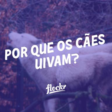 Por que os cães uivam? Desvendando os Mistérios por Trás dos Uivos Caninos