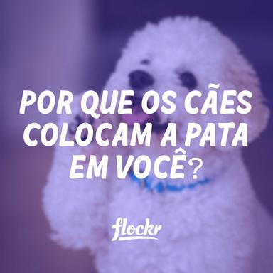 Por que os Cães Colocam a Pata em Você? Descubra 5 Possíveis Razões