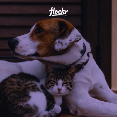 Celebrando o Dia Mundial dos Animais: Por que Todos os Seres Vivos Merecem Nosso Cuidado