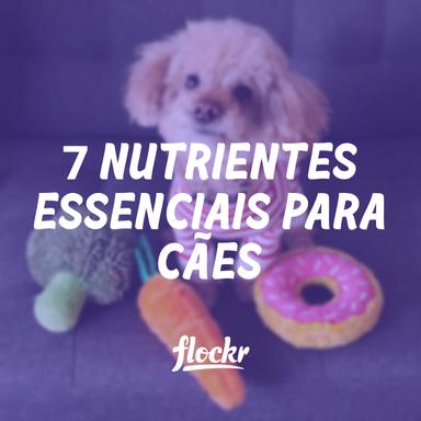 7 Nutrientes essenciais para cães e como garantir que seu pet os receba