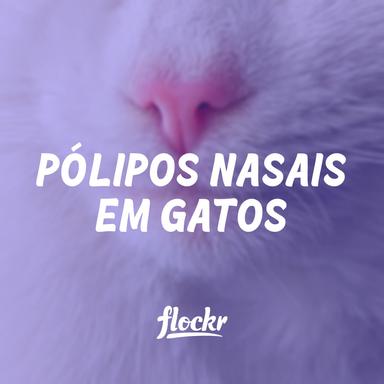 Pólipos Nasais em Gatos: Tudo o Que Você Precisa Saber