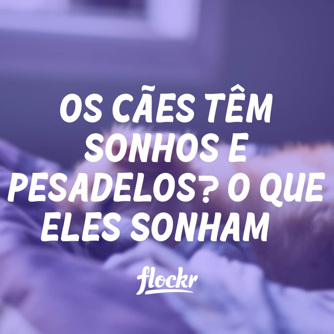 Os Cães Têm Sonhos e Pesadelos? O Que Eles Sonham?