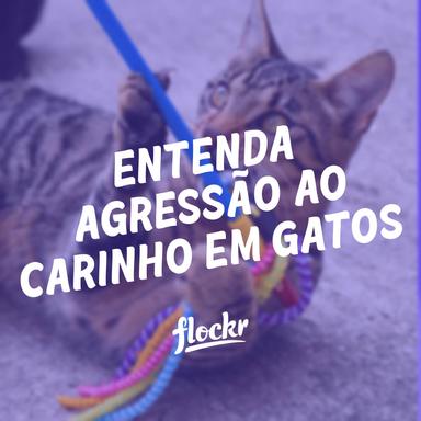 Agressão ao Carinho em Gatos: Entendendo e Lidando com esse Comportamento