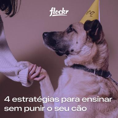 4 estratégias para ensinar sem punir o seu cão