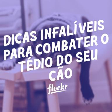 Dicas Infalíveis para Combater o Tédio do seu Cão e Manter a Diversão em Alta