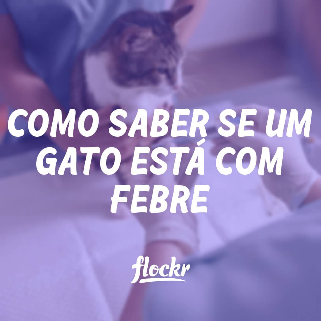 Como Saber se um Gato Está com Febre: Dicas e Cuidados