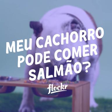 Meu Cachorro Pode Comer Salmão? Descubra os Prós e Contras