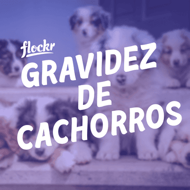 Gravidez de Cachorros: Tudo que você precisa saber