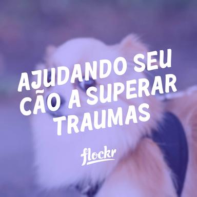 Ajudando seu cão a superar traumas
