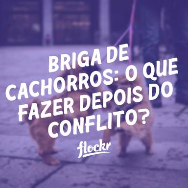 Briga de Cachorros: O que Fazer Depois do Conflito?