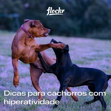 Dicas para cachorros com hiperatividade