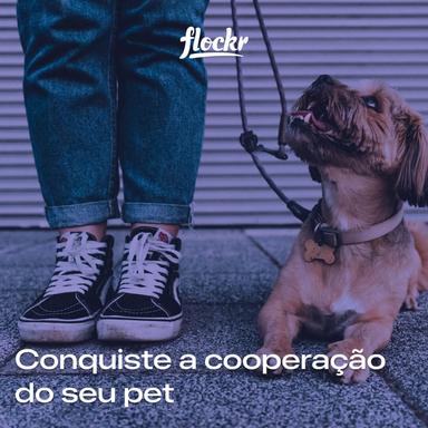 Conquiste a cooperação do seu pet