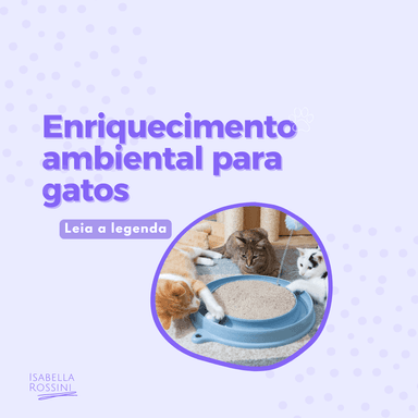 Dicas de enriquecimento ambiental para gatos