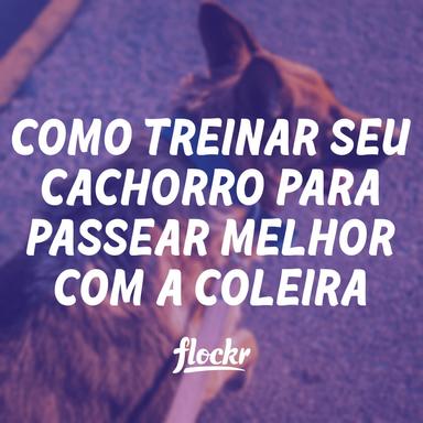 Como treinar seu cachorro para passear melhor com a coleira