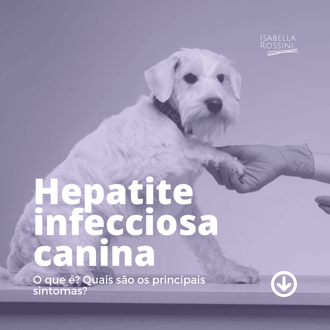 O que é hepatite infecciosa canina?