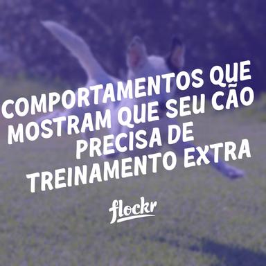 15 Comportamentos que Mostram que seu Cão Precisa de Treinamento Extra