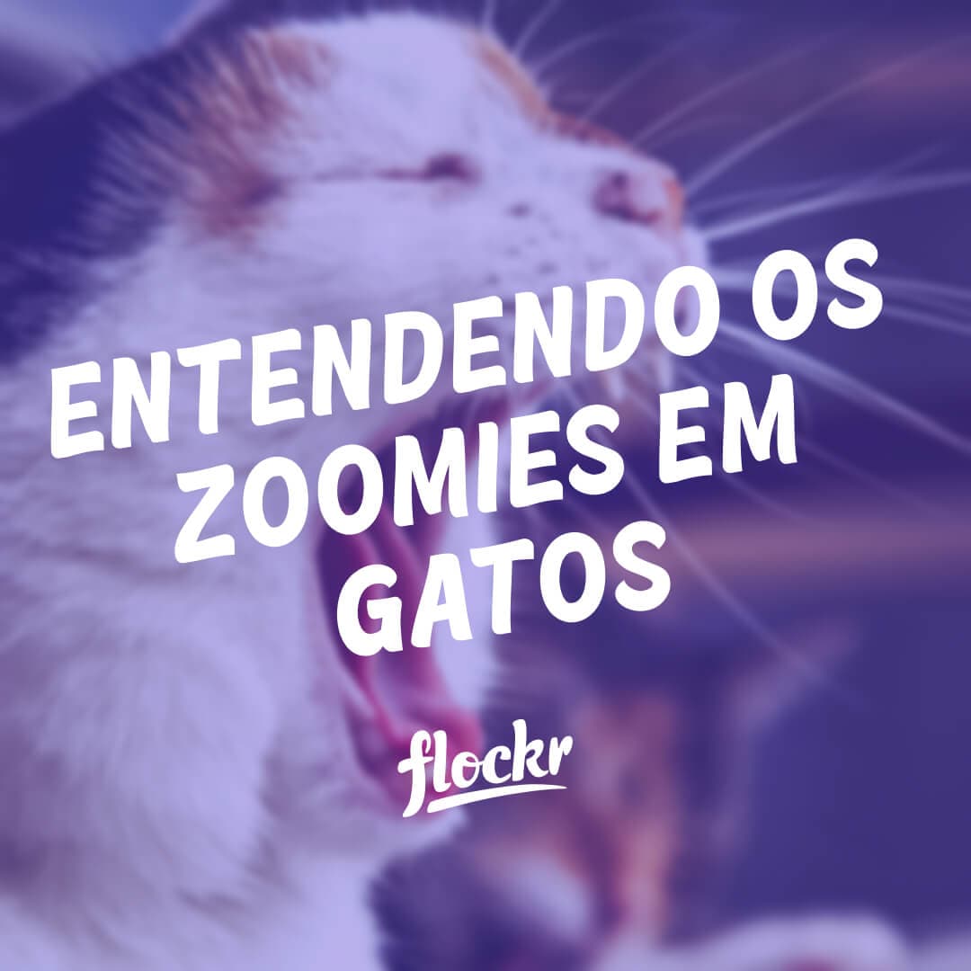 Entendendo os 'Zoomies' em Gatos: Uma Explosão de Energia Felina
